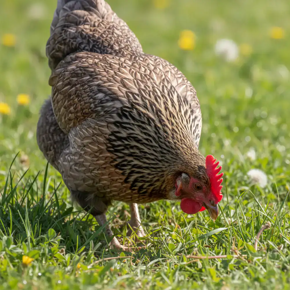 Bielefelder Kennhuhn im Gras pickend